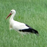 1706F 17 Gronau-Bielefeld